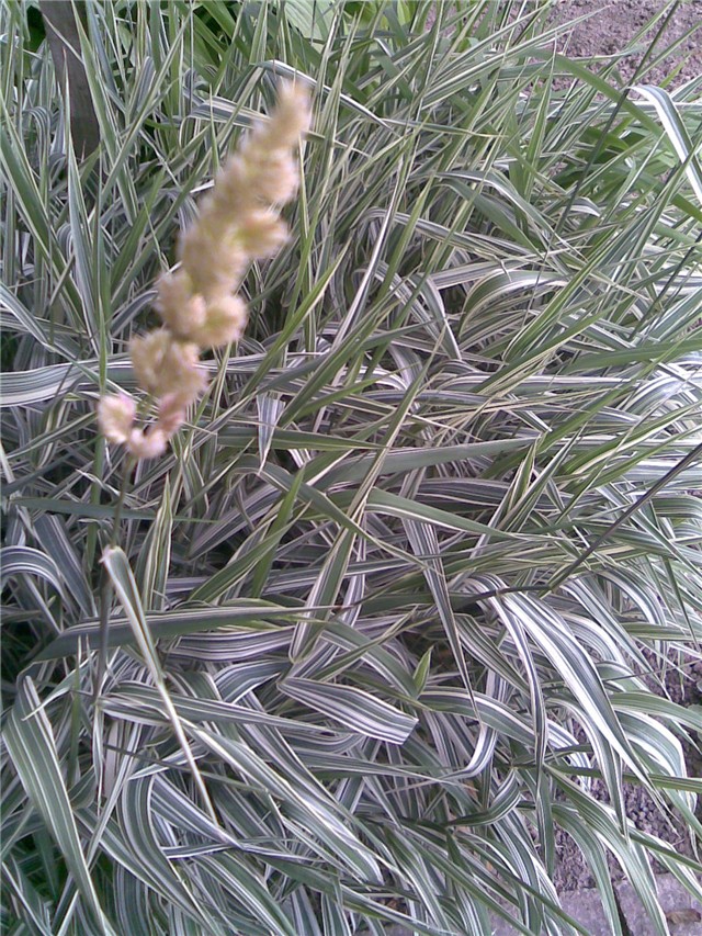 Ukrasna trava u cvatu